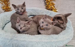 Russian Blue cats for sale: Stunning Russian Blue kittens-pure Pedigree - Image 8