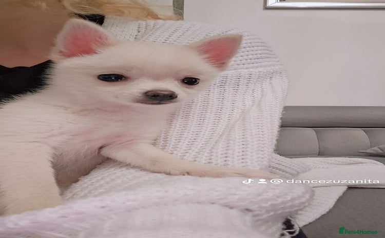 Pomchi dogs Pomeranian, fimele - Advert 18