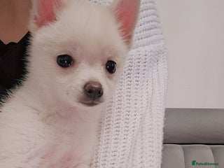 Pomchi dogs Pomeranian, fimele - Advert 19