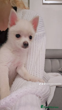 Pomchi dogs Pomeranian, fimele - Advert 14