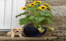 Labrador Retriever dogs for sale: Black and Yellow Working Labrador Puppies  - Image 30
