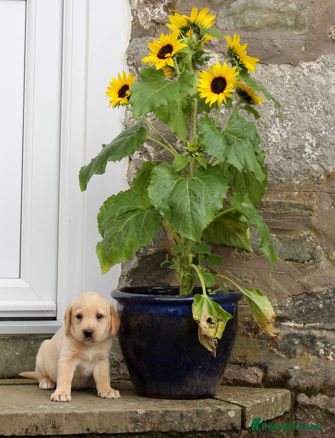 Labrador Retriever dogs for sale: Black and Yellow Working Labrador Puppies  - Image 30
