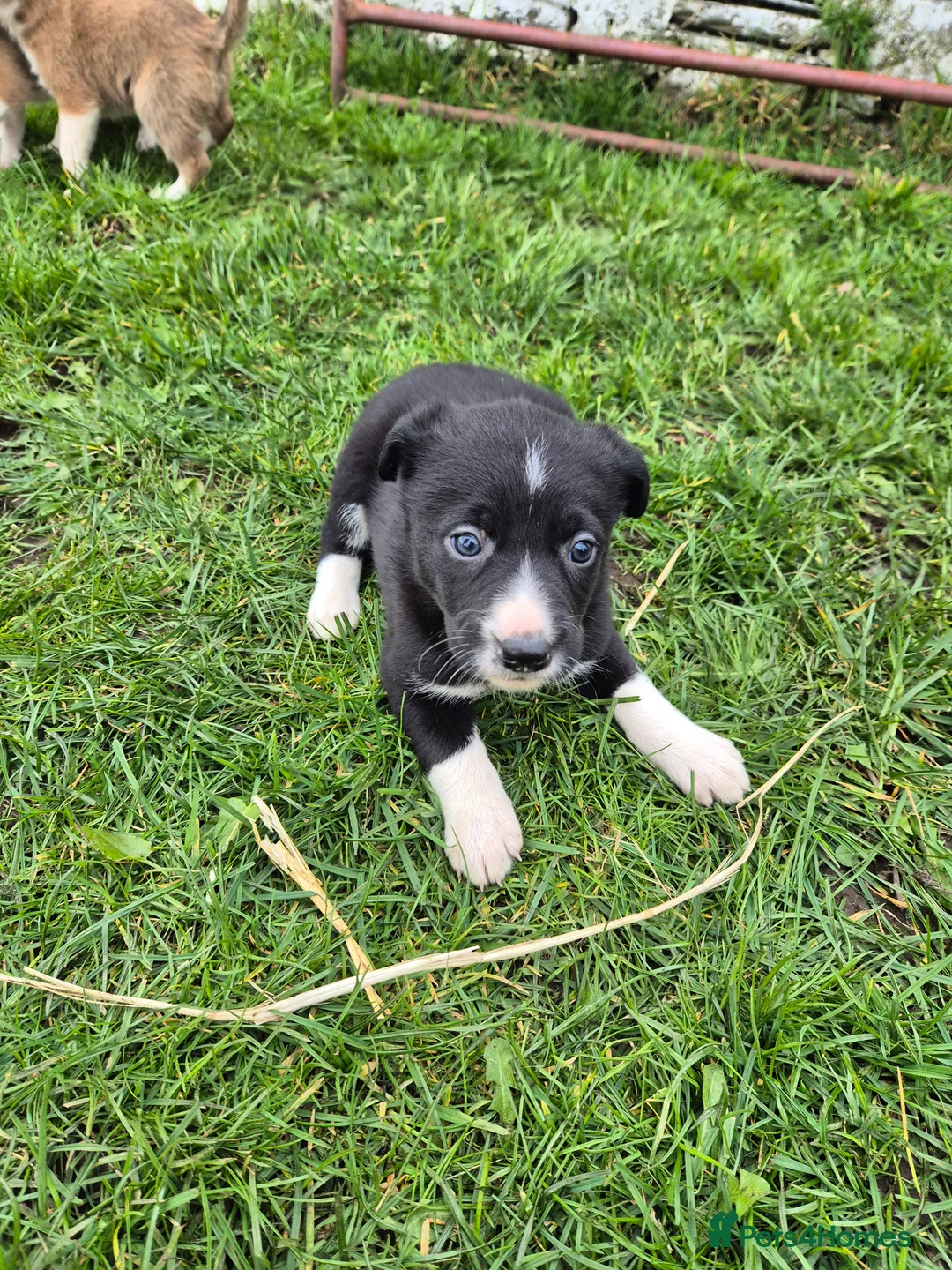 Mixed Breed dogs for sale: Gorgeous border collie cross puppies  in Llanrwst - Advert 14