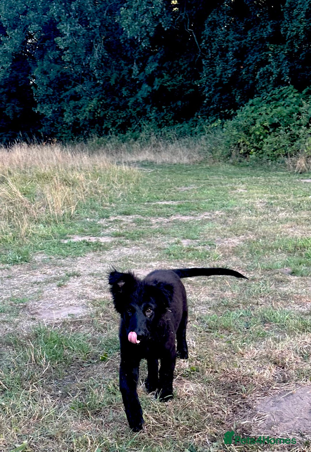 Mixed Breed dogs for sale: Dutch/German shepherd  - Image 2