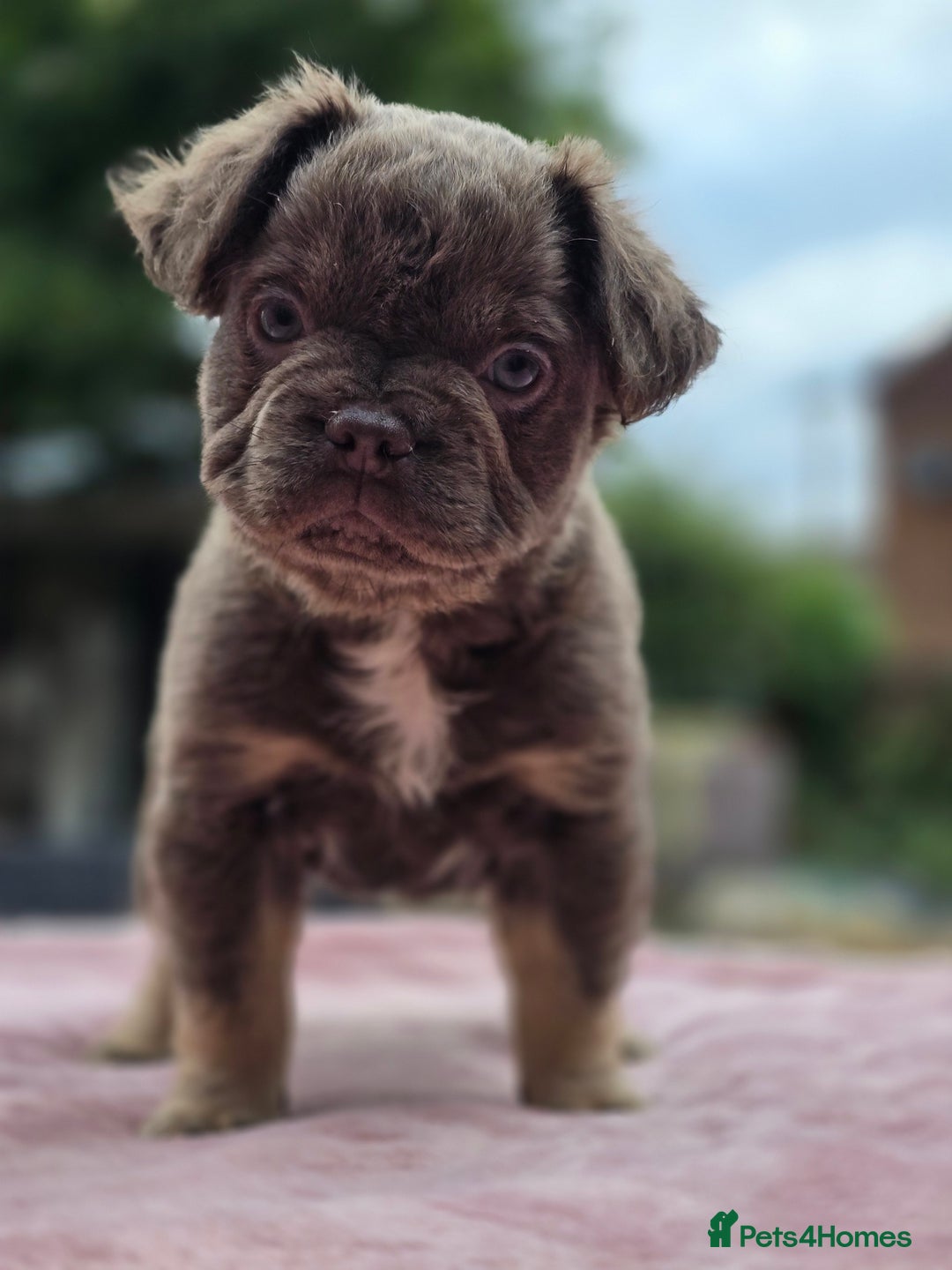 French Bulldog dogs for sale: Fluffy french bulldogs carrying Pink - Image 18