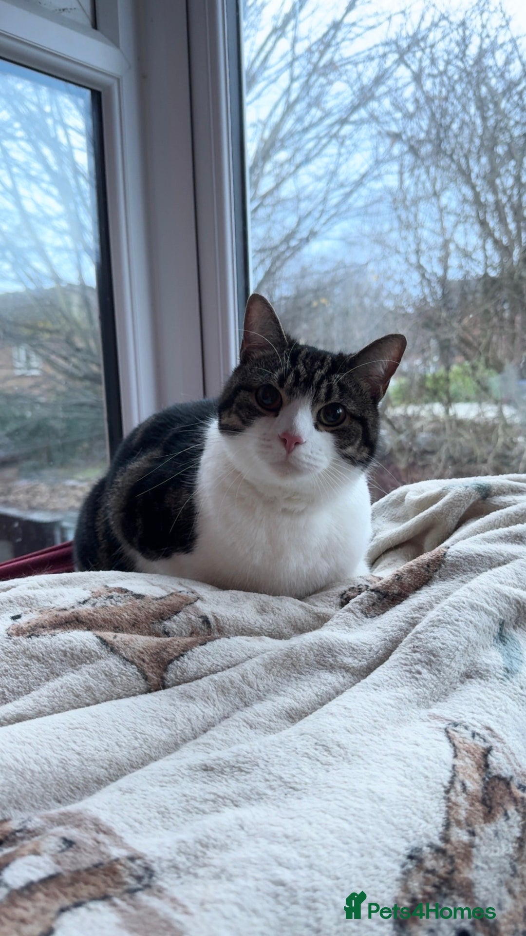 British Shorthair cats for sale: Take me home - Advert 3