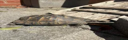 Tortoise reptiles for sale: Male spur thigh tortoise for sale  - Advert 4
