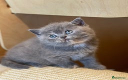 British Shorthair cats for sale: Beautiful British Shorthair Kittens – ReadyOctober - Image 3