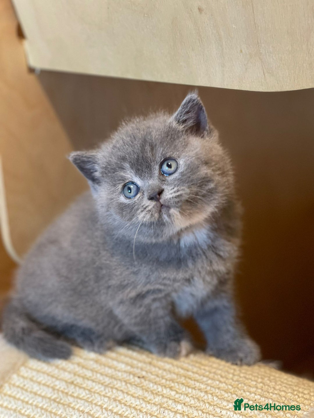 British Shorthair cats for sale: Beautiful British Shorthair Kittens – ReadyOctober - Image 3