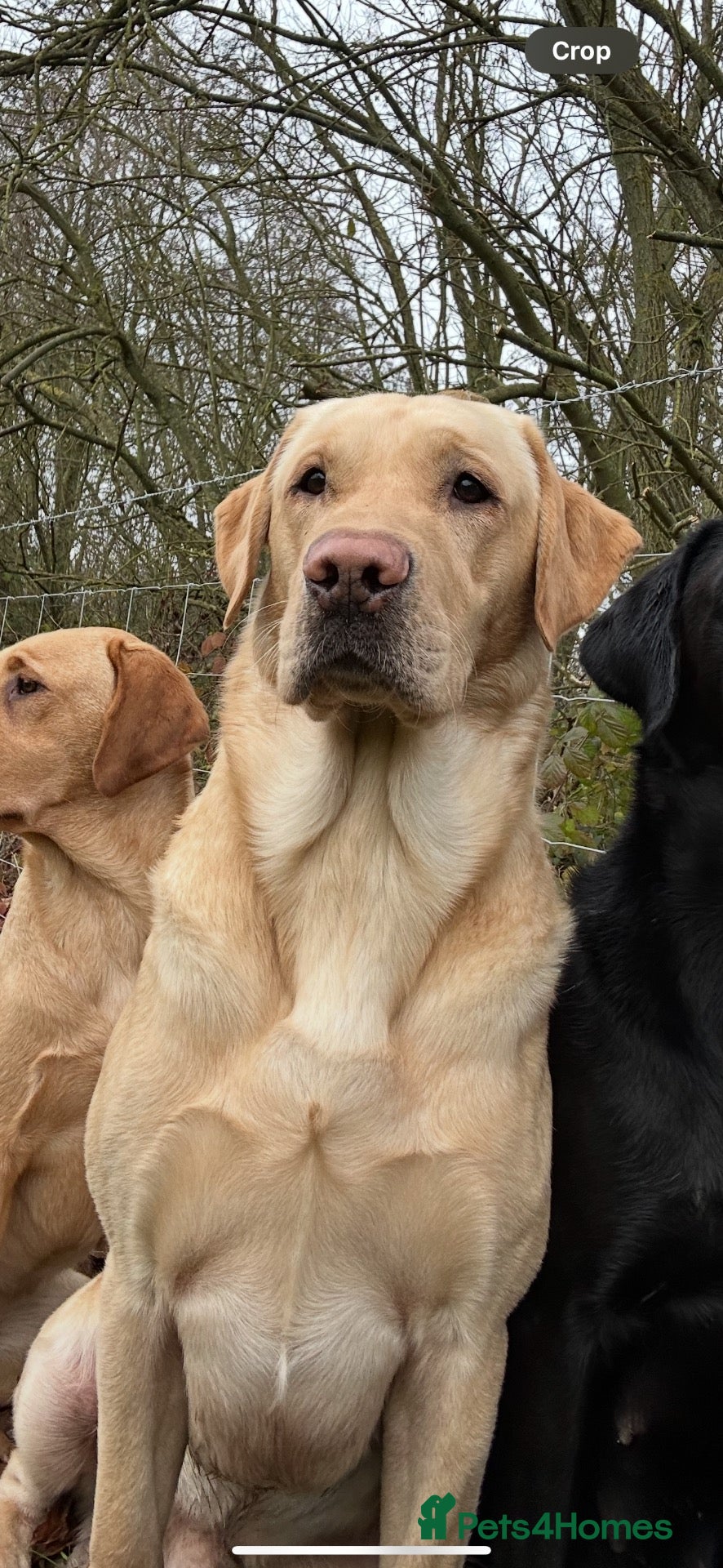 Labrador Retriever dogs for stud: FIELD TRIAL WINNER WORKING LABRADOR  - Advert 3