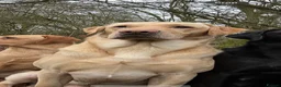 Labrador Retriever dogs for stud: FIELD TRIAL WINNER WORKING LABRADOR  - Advert 1