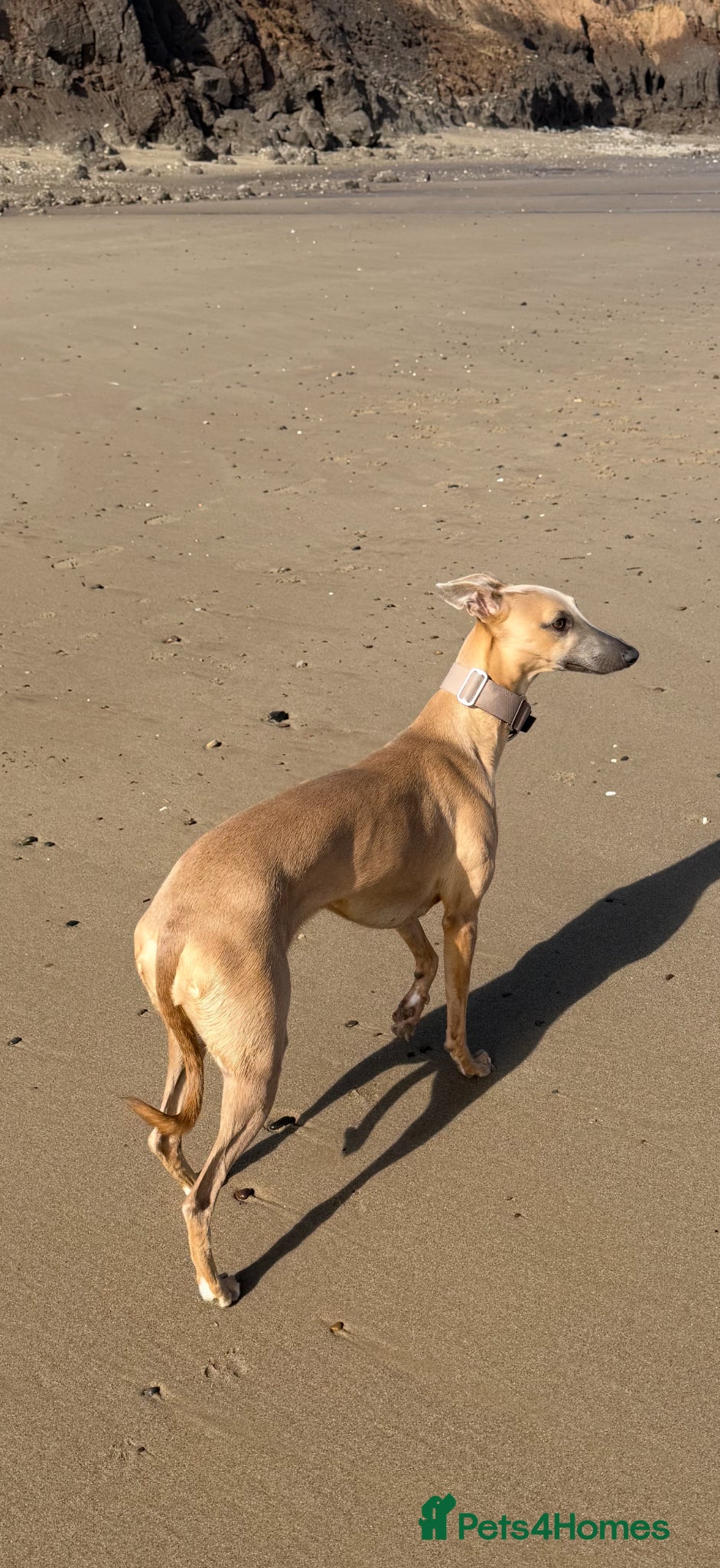 Whippet dogs QUALITY KC WHIPPET PUPPIES  - Advert 1