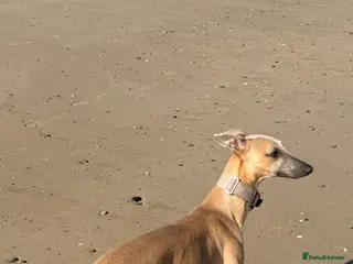 Whippet dogs QUALITY KC WHIPPET PUPPIES - Advert 1