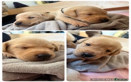 Labrador Retriever dogs for sale: Labrador’s  - Image 6