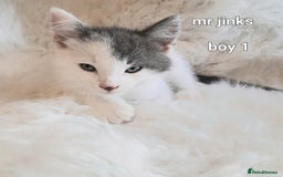 Siamese cats for sale: Bi colour blue and white kittens - Image 14