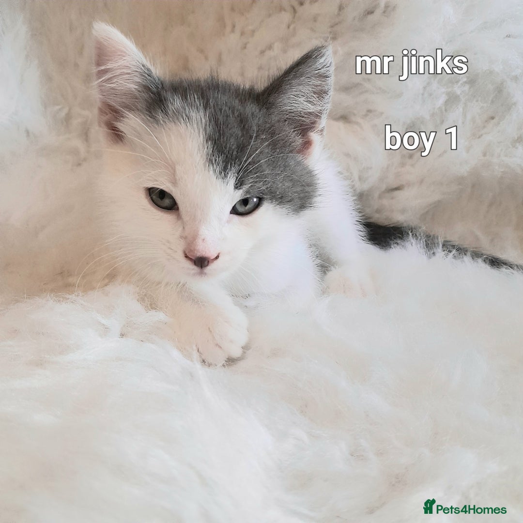 Siamese cats for sale: Bi colour blue and white kittens - Image 14
