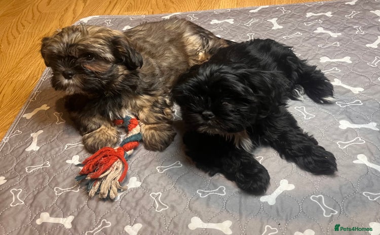 Shorkie dogs Chunky fluffy 10 week old SHORKIE READY TO LEAVE - Advert 18