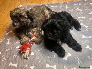 Shorkie dogs Chunky fluffy 10 week old SHORKIE READY TO LEAVE - Advert 1
