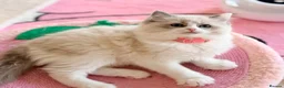 Ragdoll cats for sale: Stunning  Champion lines Ragdoll kittens  - Advert 21