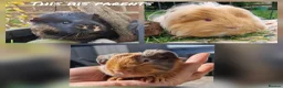 Guinea Pig rodents for sale: Beautiful Sheltie boy available on 27th May 2026  - Advert 4