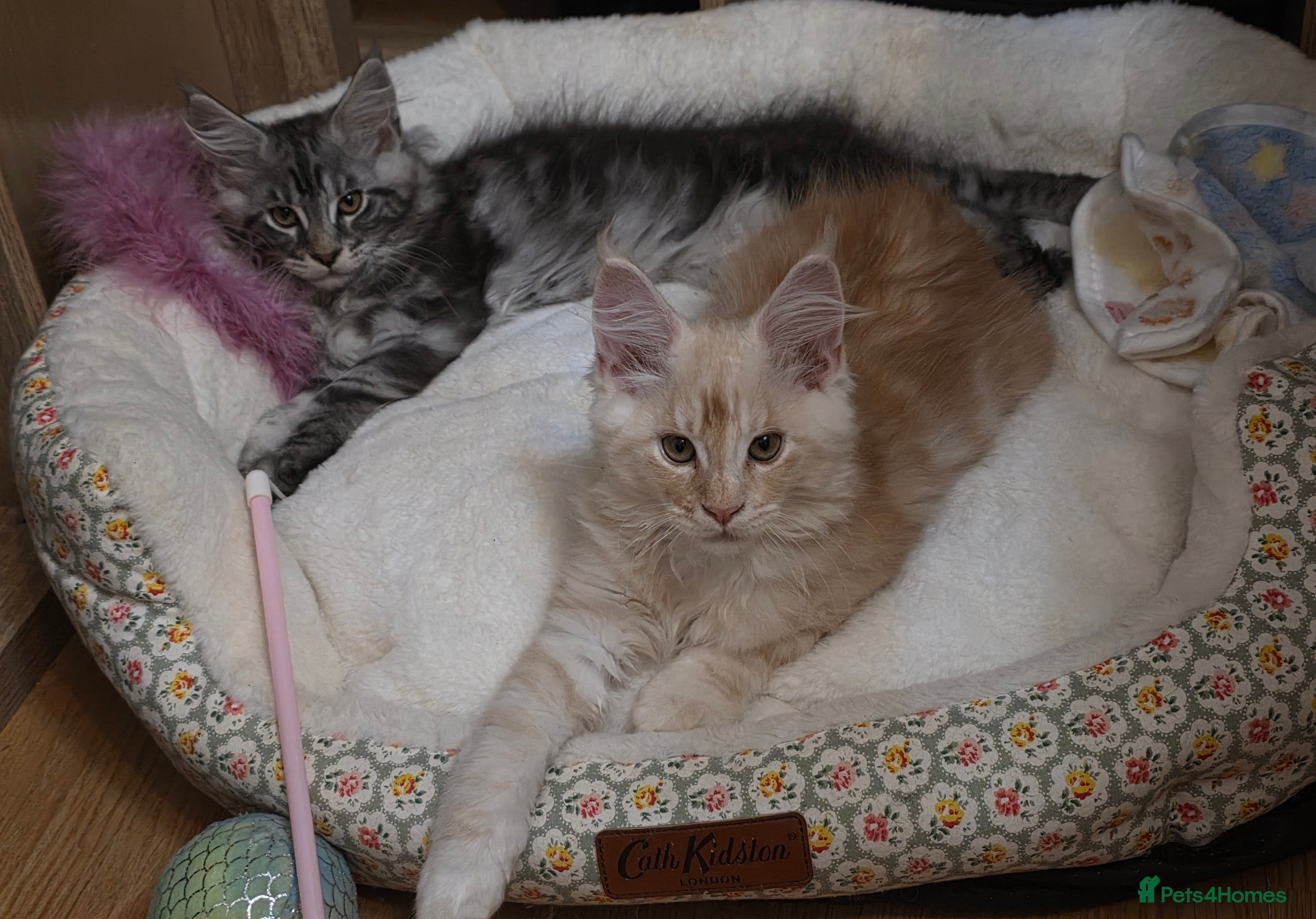 Maine Coon cats GCCF Registered Maine Coon Kittens - Advert 12