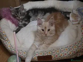 Maine Coon cats GCCF Registered Maine Coon Kittens - Advert 8