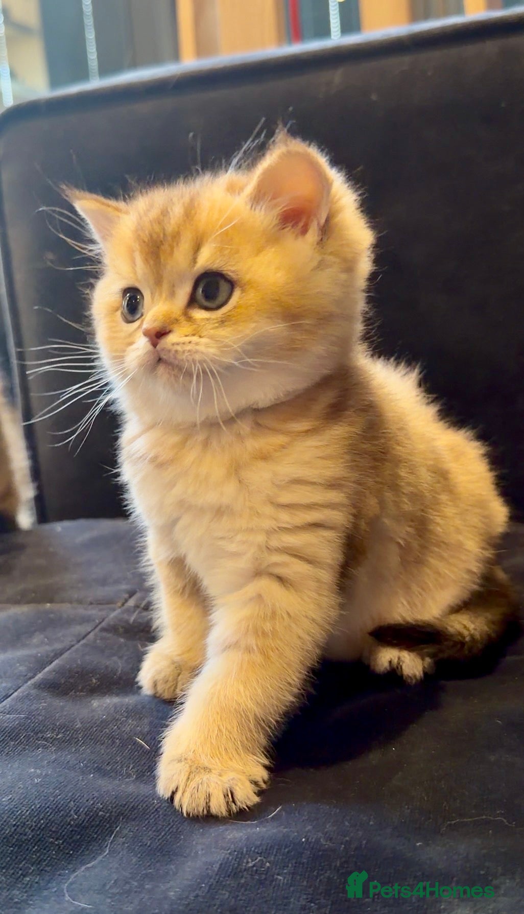 British Shorthair cats British Shorthair Golden Chinchilla Kittens - Advert 6