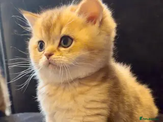 British Shorthair cats British Shorthair Golden Chinchilla Kittens - Advert 6