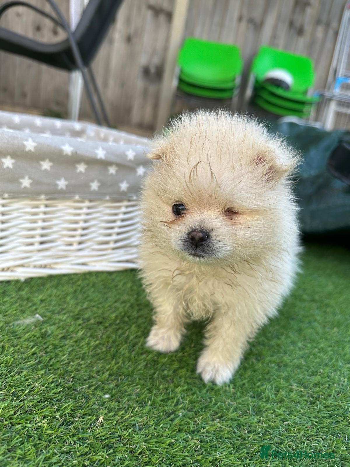 Pomeranian dogs ❤️ Special Cream Male Pomeranian Puppy - Advert 2