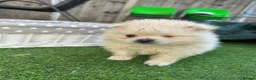 Pomeranian dogs for sale: ❤️ Special Cream Male Pomeranian Puppy - Advert 1