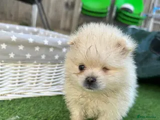 Pomeranian dogs ❤️ Special Cream Male Pomeranian Puppy - Advert 1