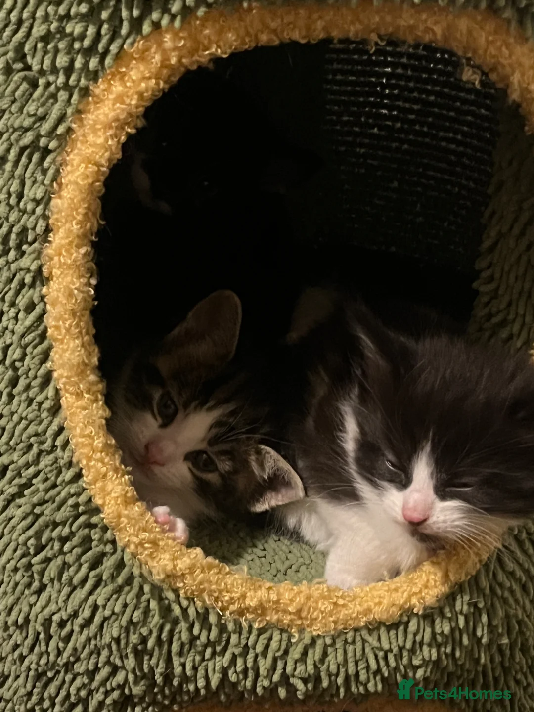 Mixed Breed cats for sale: 4 Fluffy Black and White Kittens.  - Advert 2