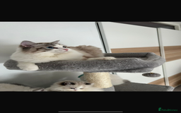 Ragdoll cats for sale: Registered Ragdolls kittens for sale - Image 6