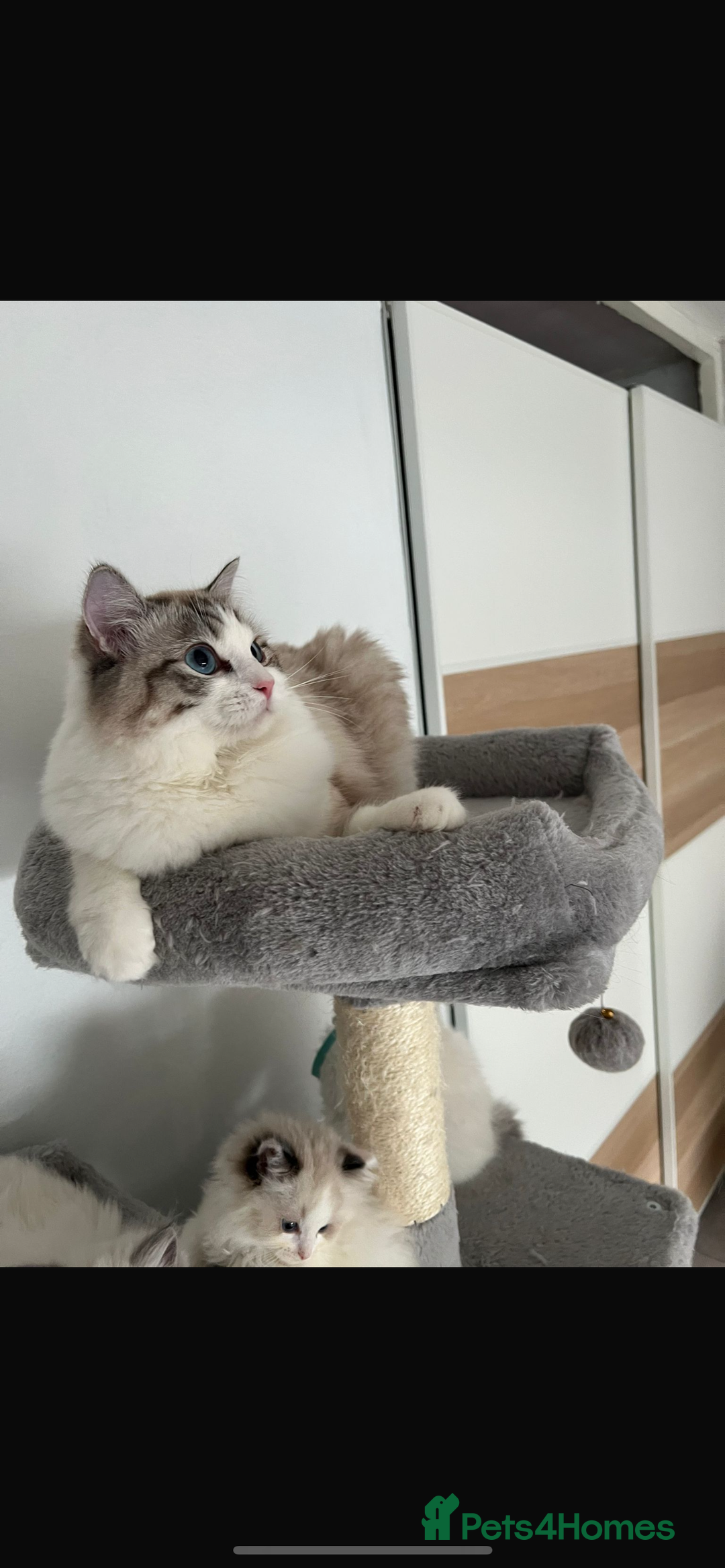 Ragdoll cats for sale: Registered Ragdolls kittens for sale - Image 6