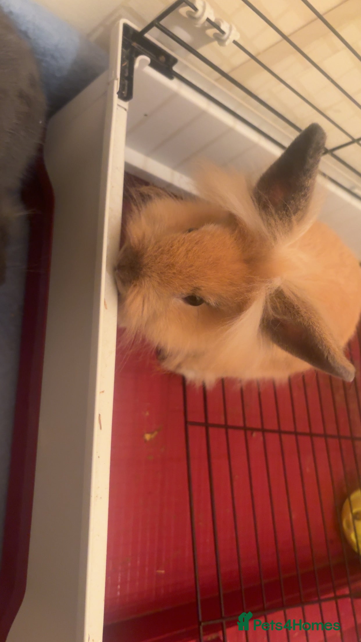 Lionhead rabbits Rabbits 2 boys  - Advert 17