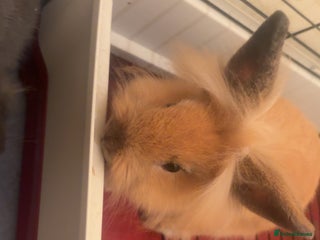 Lionhead rabbits - Advert 2