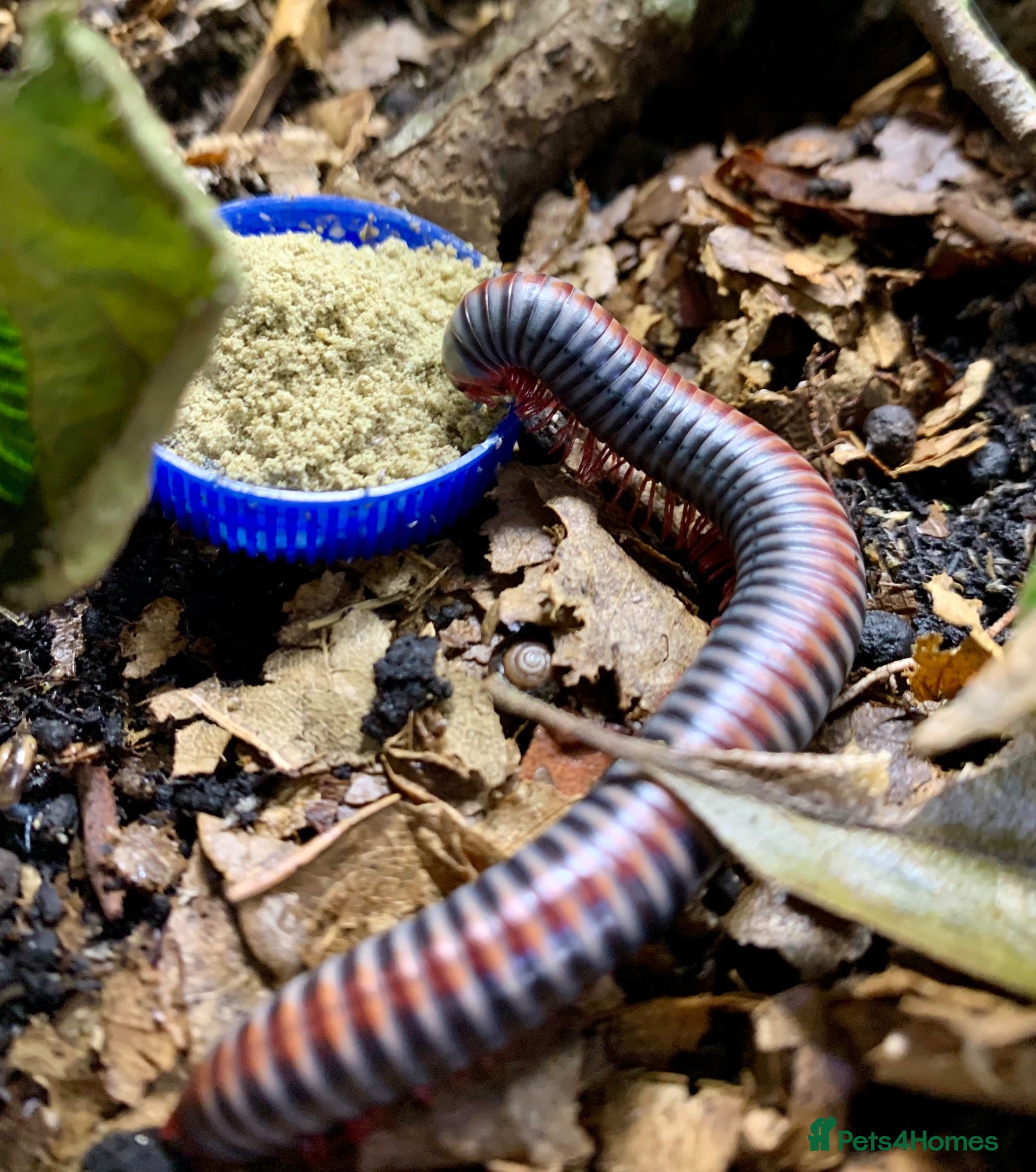 Millipedes invertebrates Atopochetus dollfusi, Rainbow Millipede Juveniles - Advert 5