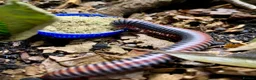Millipedes invertebrates for sale: Atopochetus dollfusi, Rainbow Millipede Juveniles - Advert 1