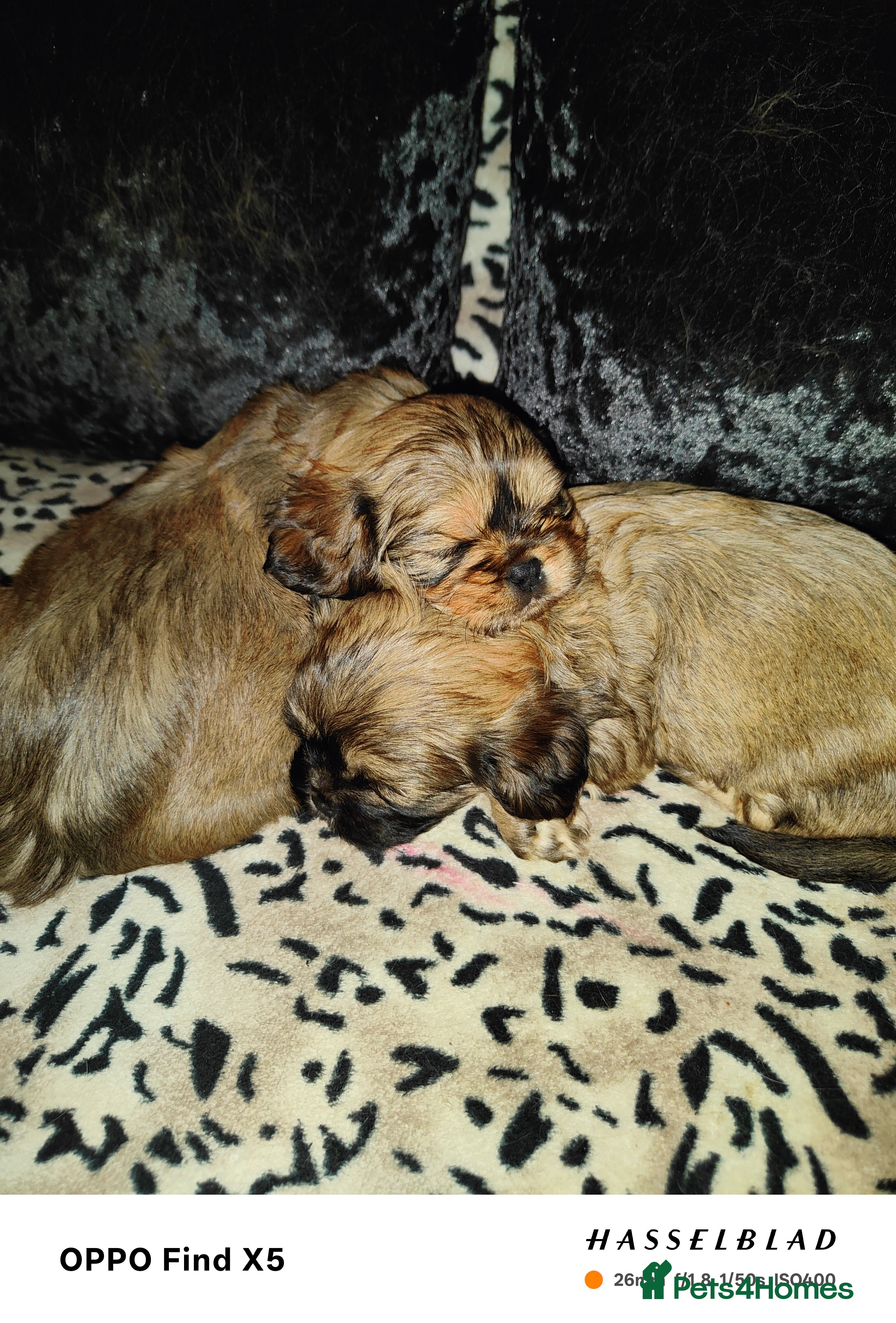 Cava Tzu dogs CAVA TZU FOR SALE - Advert 1