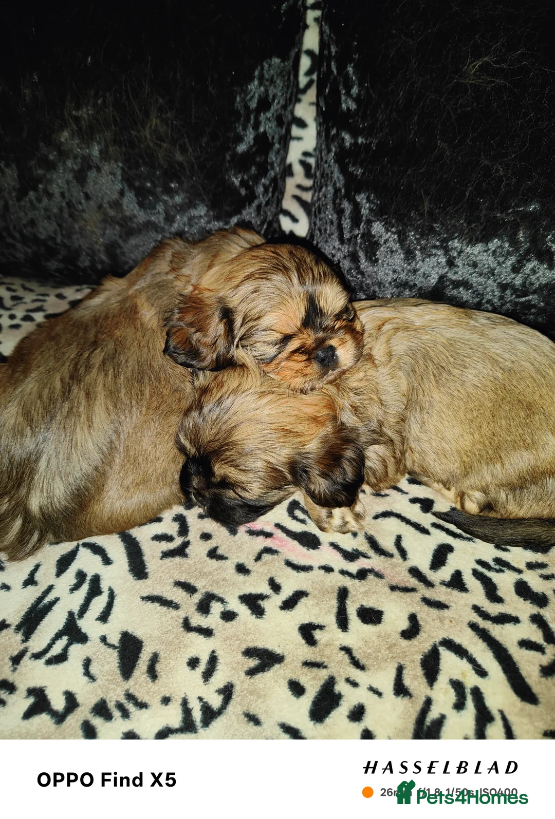Cava Tzu dogs for sale: CAVA TZU FOR SALE - Advert 1