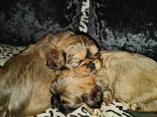 Cava Tzu dogs CAVA TZU FOR SALE - Advert 16