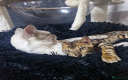 Bengal cats for sale: READY REDUCED TICA Genetic/Health Tested Bengals - Image 7