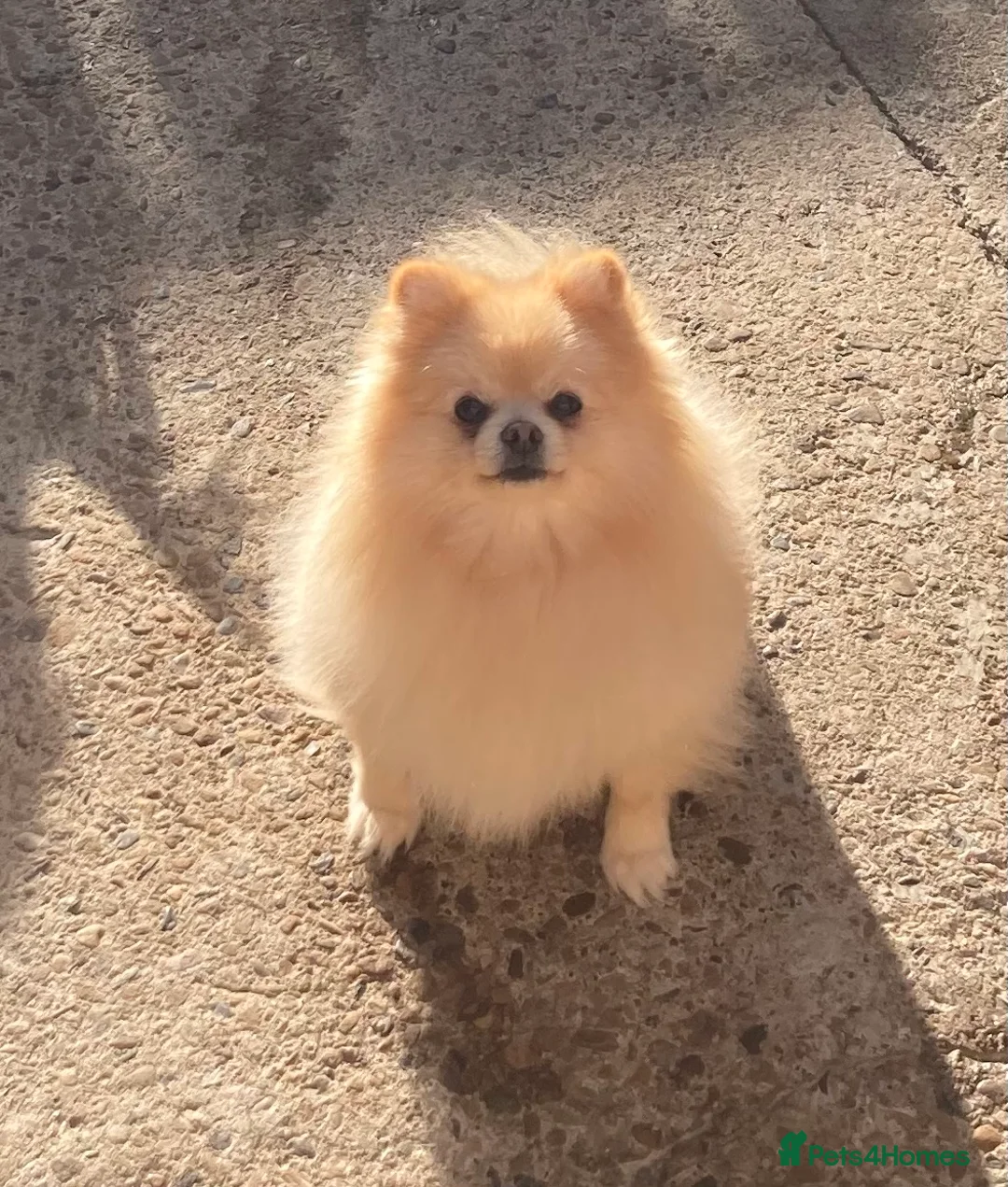 Pomeranian dogs for stud: Stunning, Proven KC reg Pomeranian Stud  in Stockton-on-Tees - Advert 3