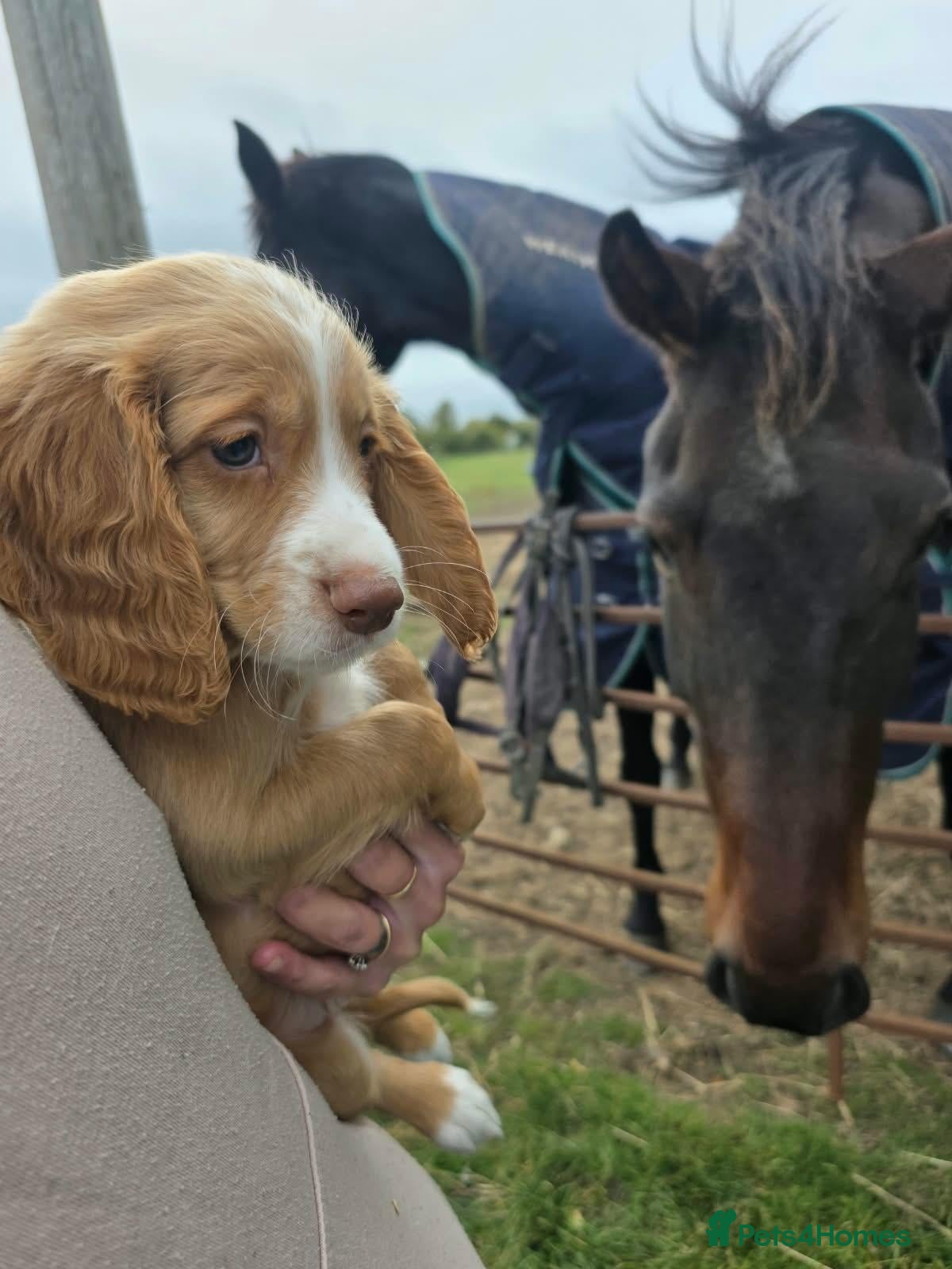 Cocker Spaniel dogs for sale: READY Now 1st vacc working cockers - Advert 1