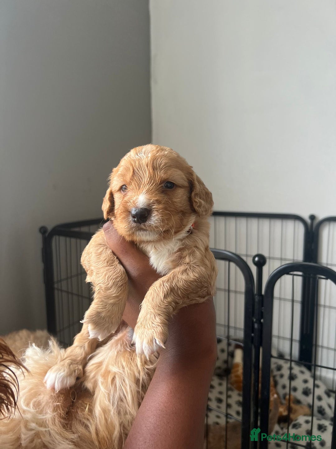 Cockapoo dogs for sale: 2 Beautiful Boy Cockapoo Puppies Left!! - Image 14