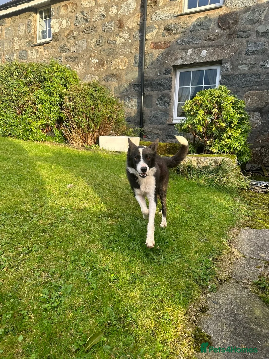 Border Collie dogs for sale: Jan 5 Years Old - Advert 2