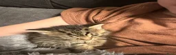 Mixed Breed cats for sale: Beautiful mixed litter  in Northampton - Advert 6