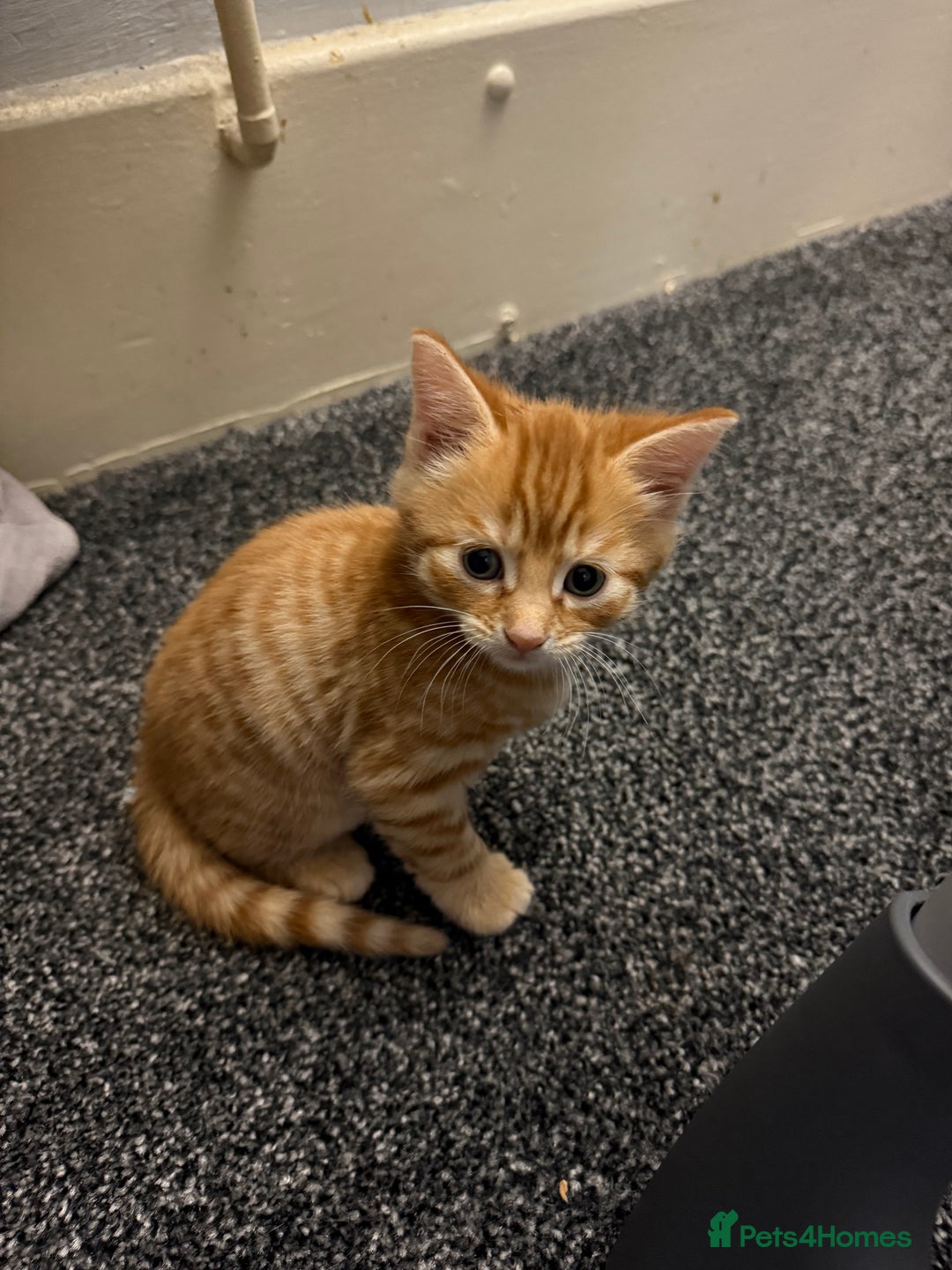 Domestic Shorthair cats for sale: BEAUTIFUL, FRIENDLY KITTENS FOR SALE!!🐈❤️ - Image 10