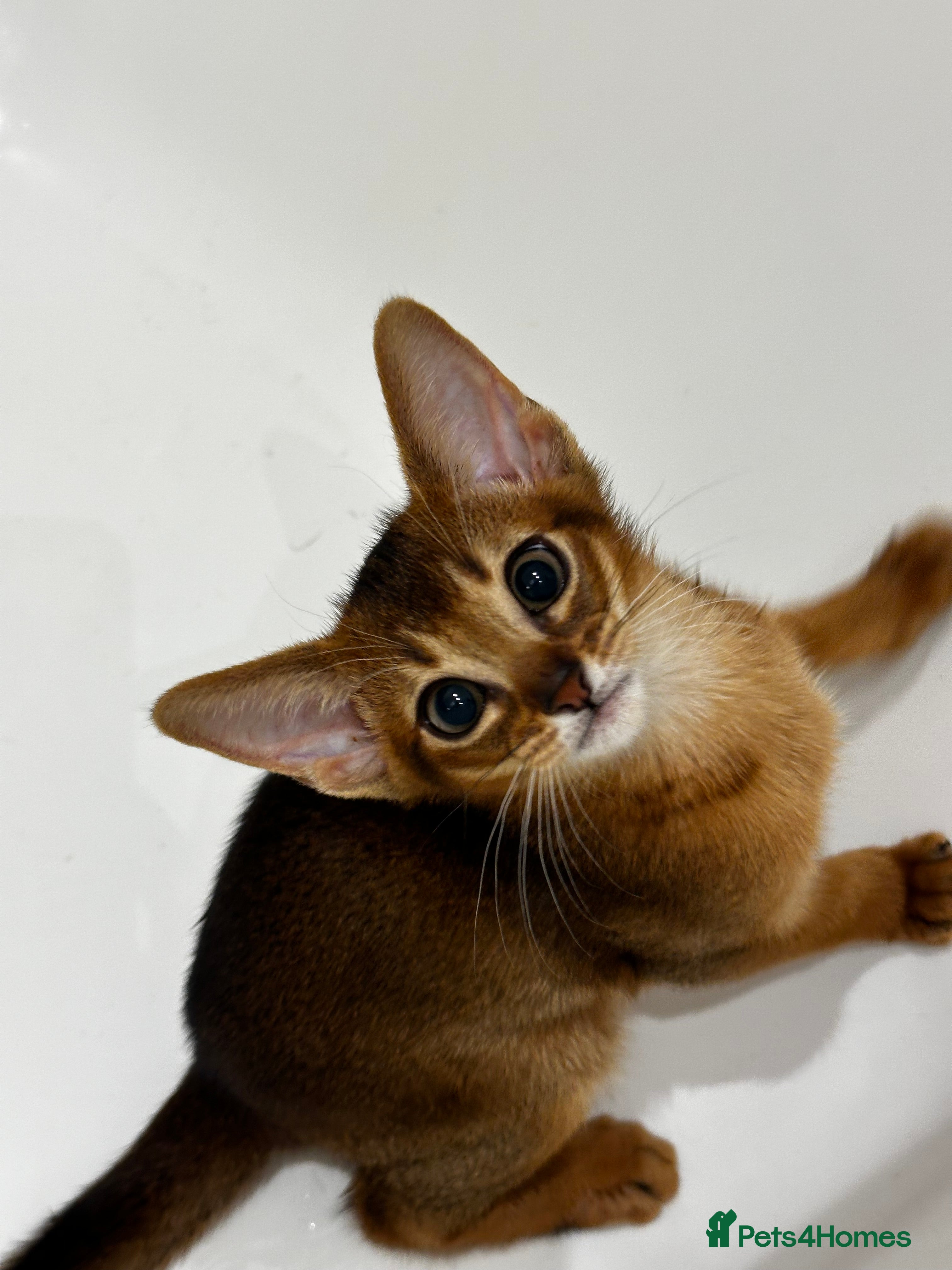 Abyssinian cats Perfect girl Ready to Go 💝 - Advert 1