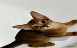 Abyssinian cats for sale: Perfect girl Ready to Go 💝 - Image 16